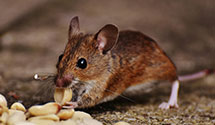 gopher-and-mole-control Experts in Mocanaqua